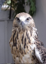 bird photo